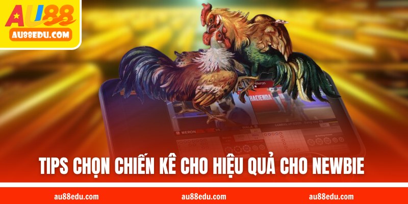 Tips chọn chiến kê cho hiệu quả cho newbie